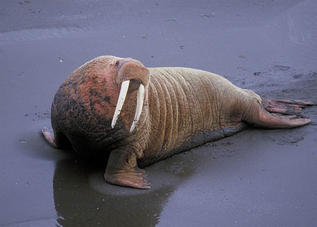 free Walrus wallpaper wallpapers download