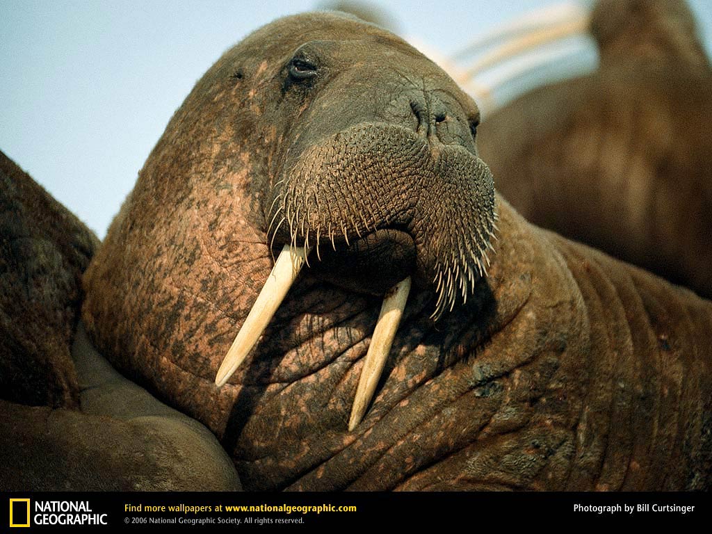 free Walrus wallpaper wallpapers and background