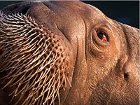 Walrus picture