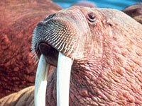 Walrus picture