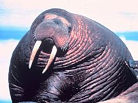 Walrus picture