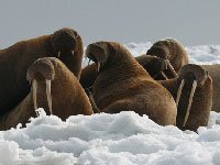 Walrus picture