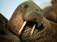 Walrus image