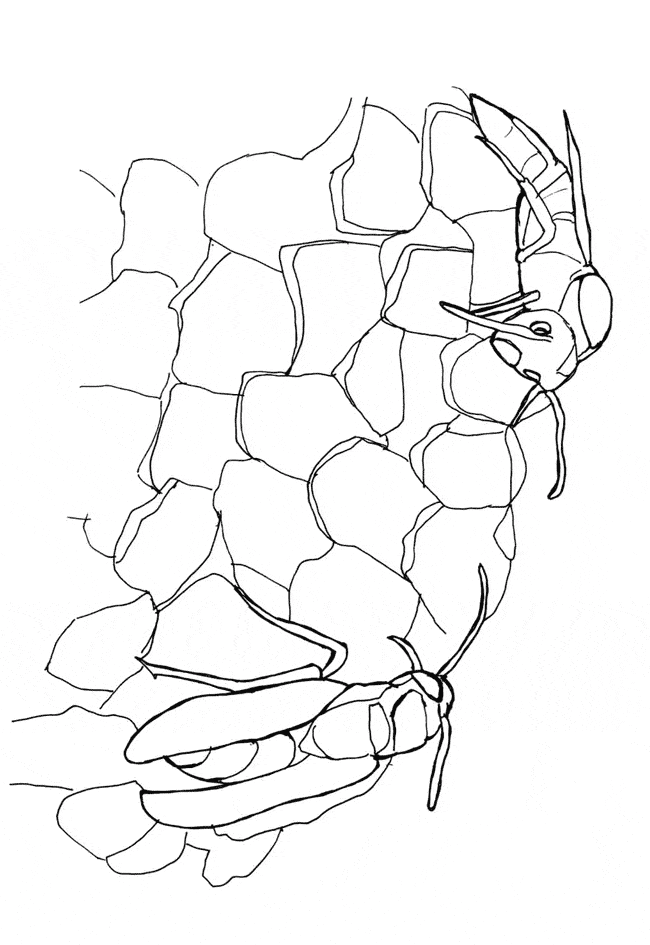 free Wasp coloring page