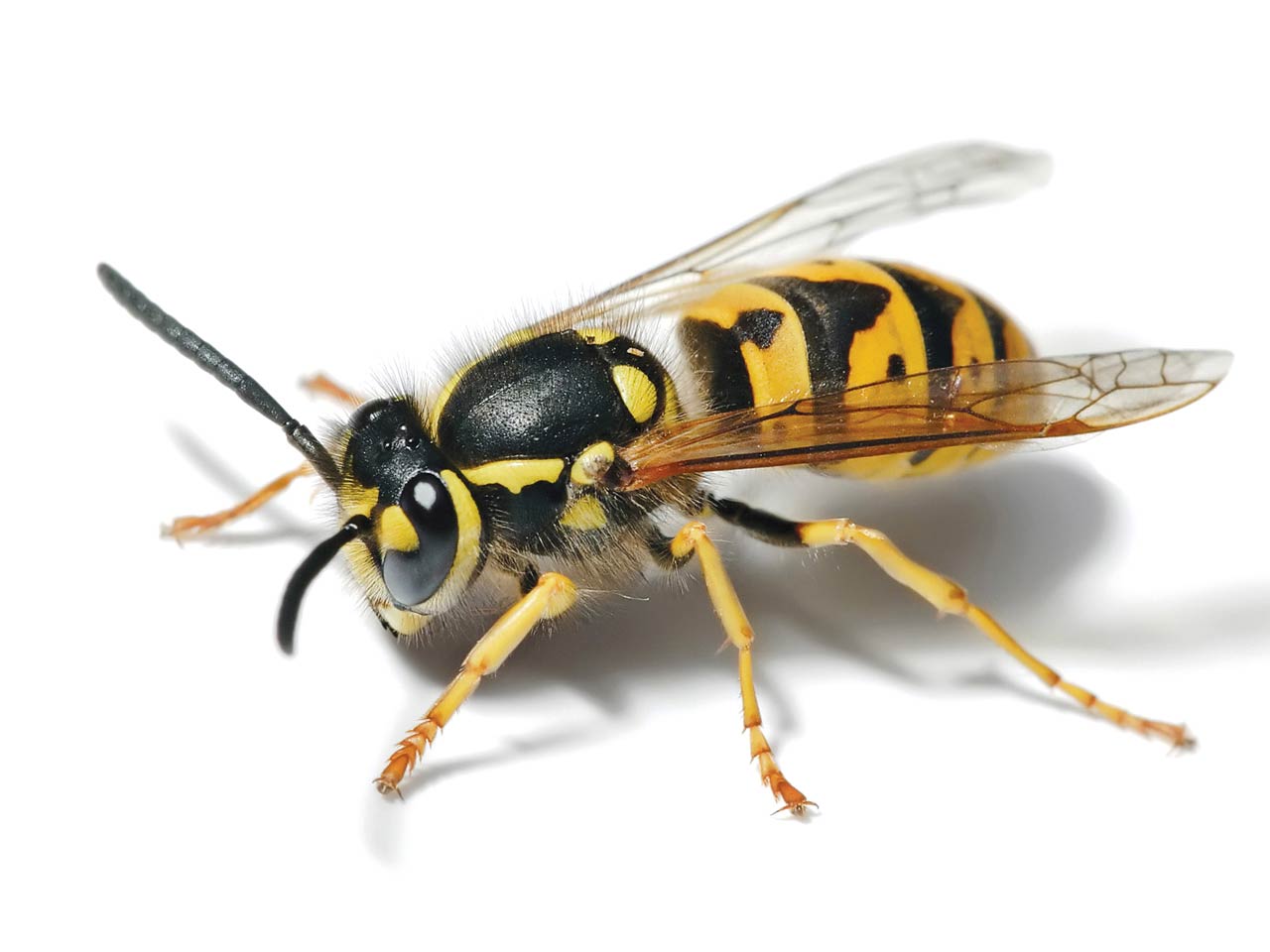 free Wasp wallpaper wallpapers download