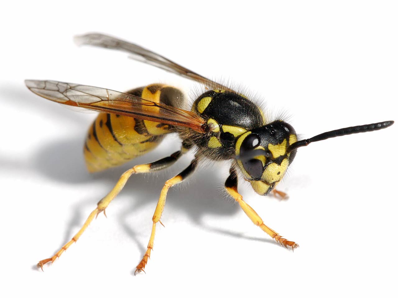 free Wasp wallpaper wallpapers download