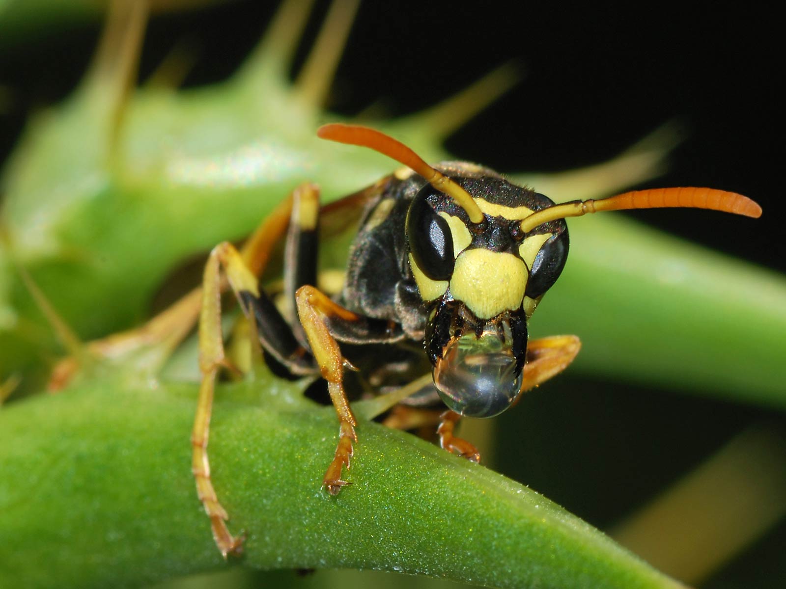 free Wasp wallpaper wallpapers download