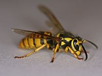 Wasp image