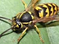 Wasp image