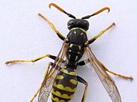 Wasp photo