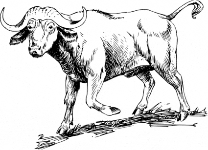 free Water Buffalo coloring page