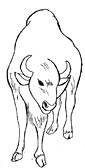 Water Buffalo coloring page