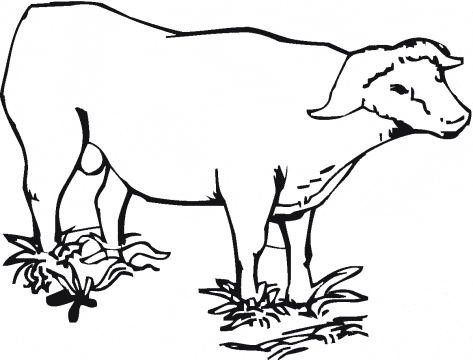 free Water Buffalo coloring page