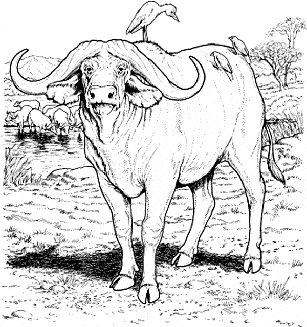 free Water Buffalo coloring page