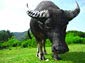 free water buffalo wallpaper