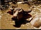 water buffalo desktop wallpapers