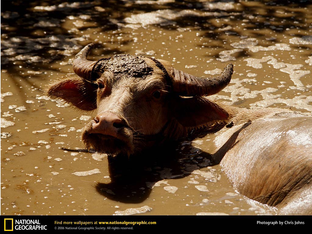 free Water Buffalo wallpaper wallpapers and background