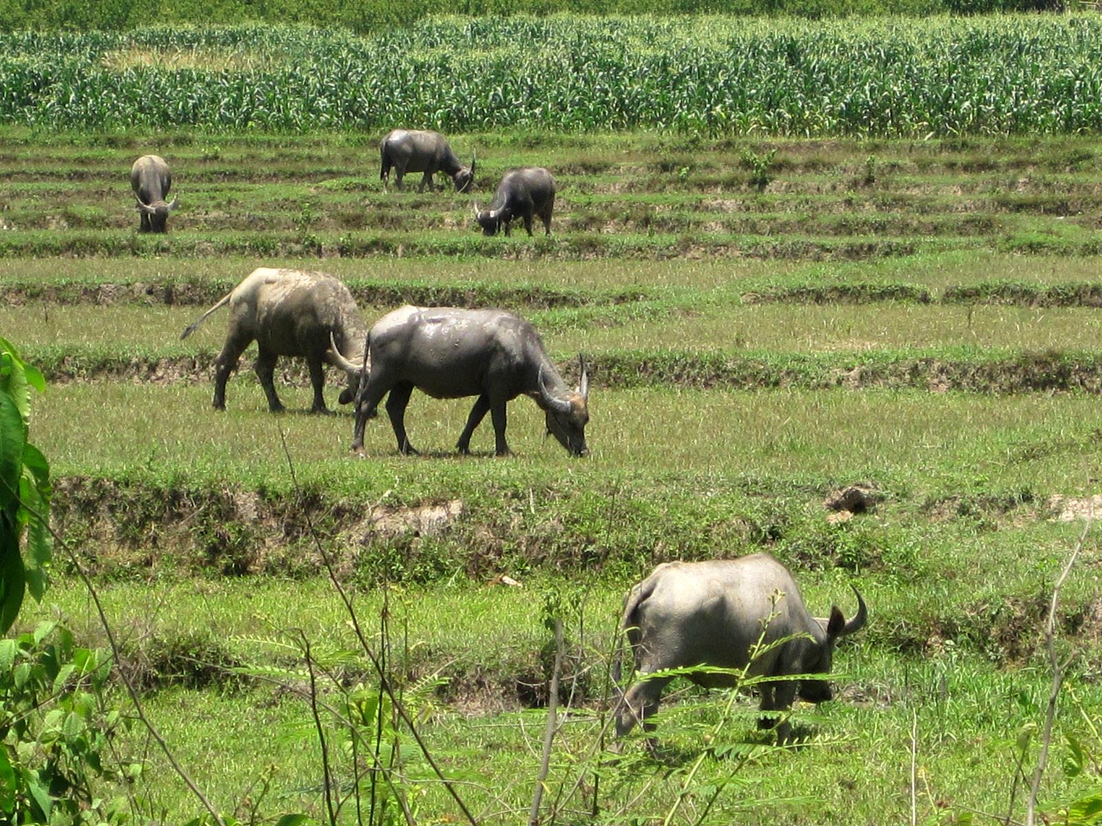 free Water Buffalo wallpaper wallpapers download