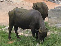 Water Buffalo image