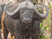 Water Buffalo image