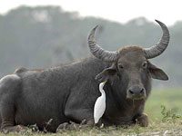 Water Buffalo image