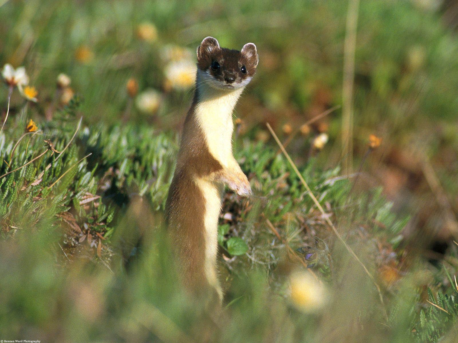 free Weasel wallpaper wallpapers download