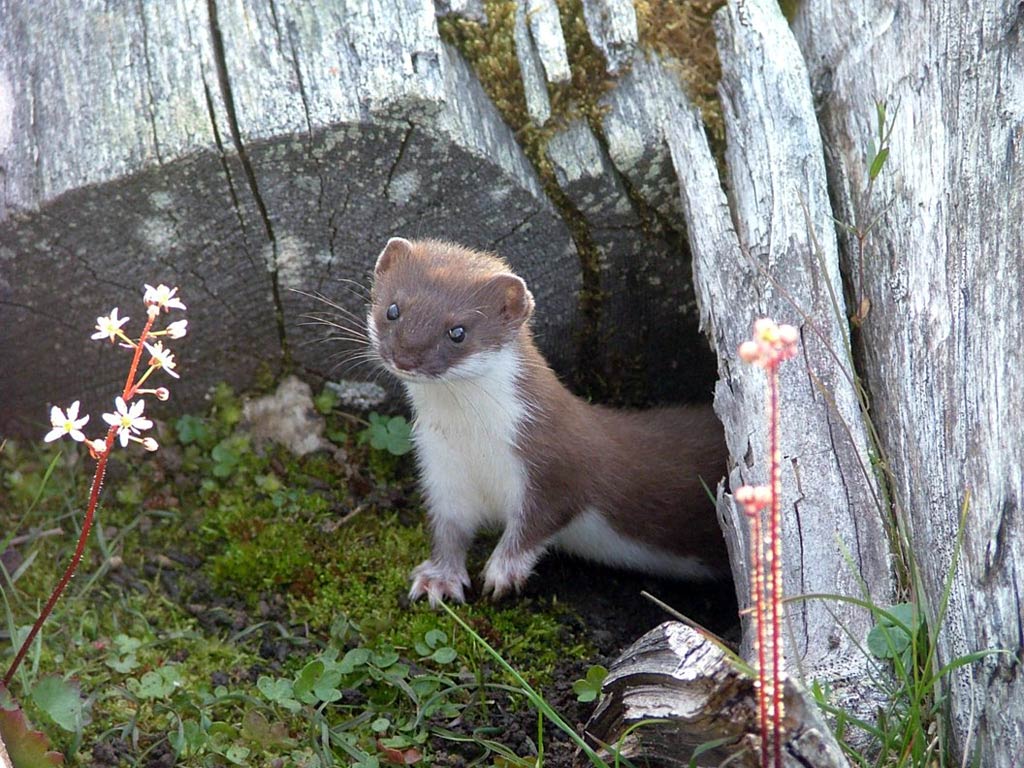 free Weasel wallpaper wallpapers download