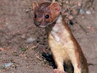 Weasel image