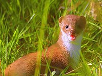 Weasel picture