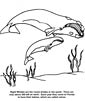 Whale coloring page