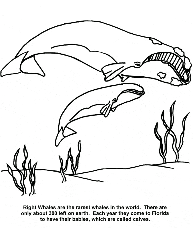 free Whale coloring page