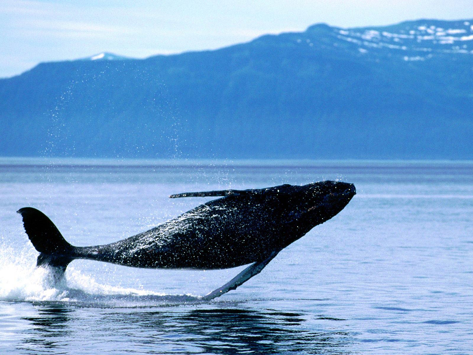 free Whale wallpaper wallpapers download