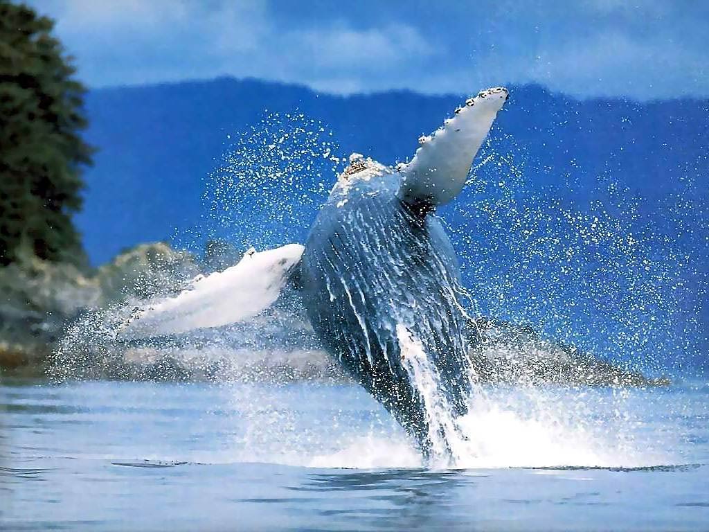 free Whale wallpaper wallpapers download