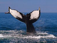 Whale image