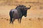 wildebeest