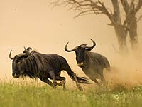 Wildebeest image