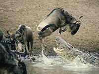 Wildebeest image