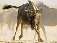 Wildebeest image