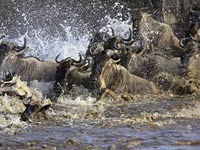 Wildebeest running trough the water in a herd