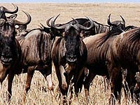 Wildebeest photo