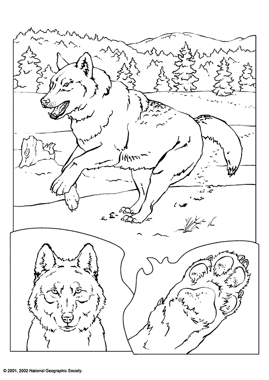 free Wolf coloring page