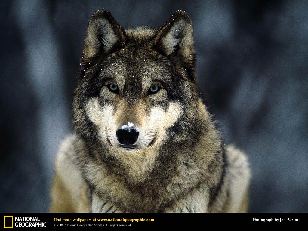 free Wolf wallpaper wallpapers download