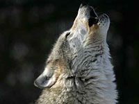 Wolf picture