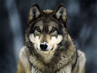 Wolf image