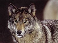 Wolf photo