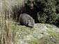 Wombat wallpaper