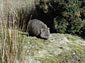 wombat