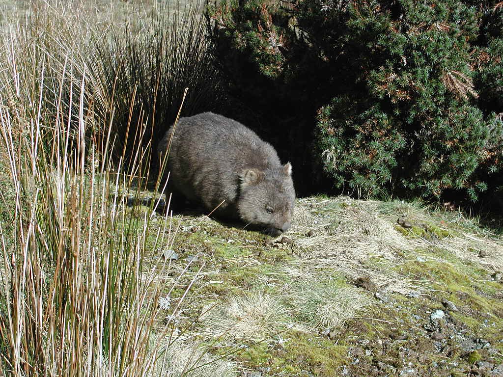 free Wombat wallpaper wallpapers download