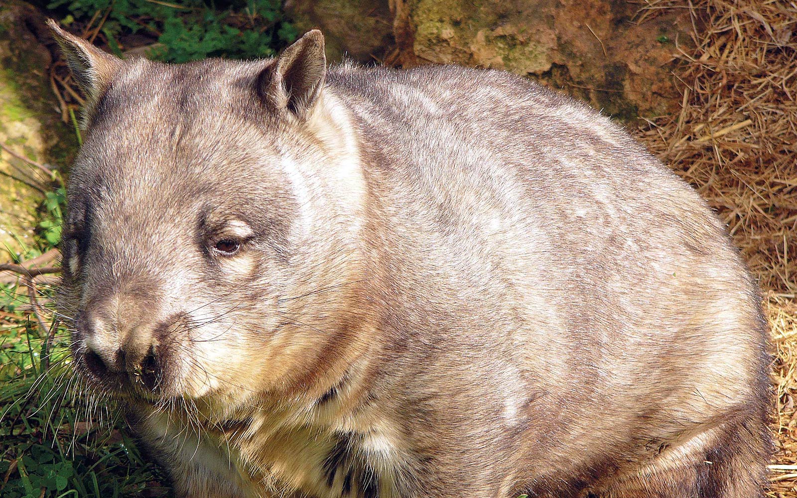 free Wombat wallpaper wallpapers download