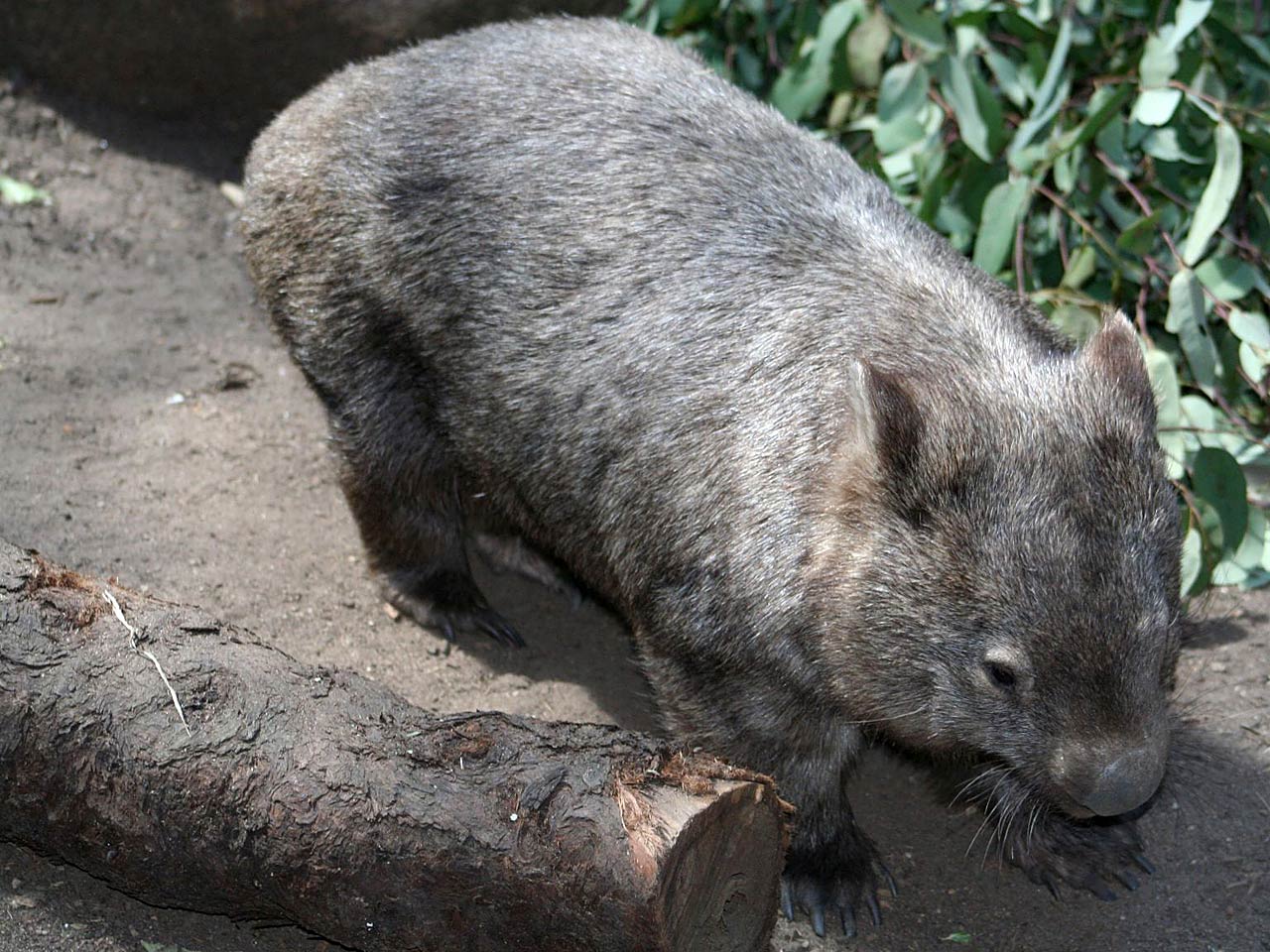 free Wombat wallpaper wallpapers download